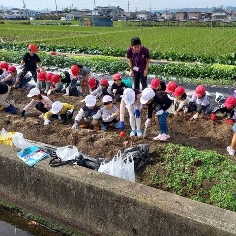 いもほり大会（明治小2年生）の写真