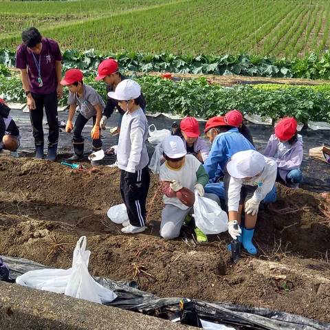 いもほり大会（明治小2年生）の写真