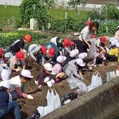 いもほり大会（明治小2年生）の写真