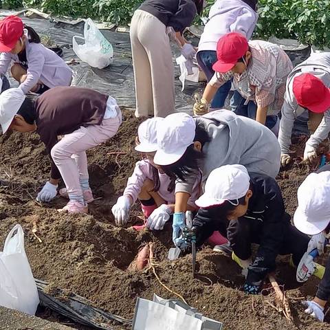 いもほり大会（明治小2年生）の写真