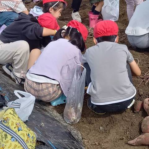 いもほり大会（明治小2年生）の写真