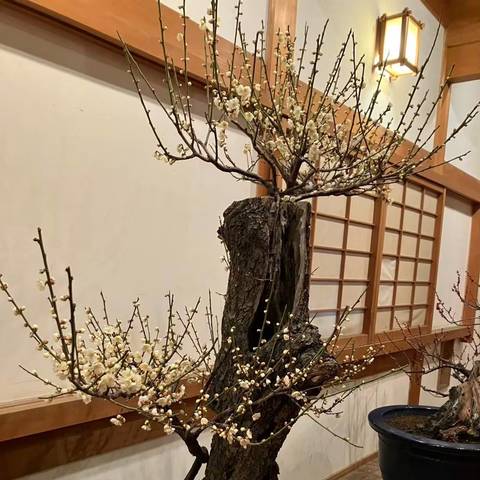 盆梅展鑑賞の写真