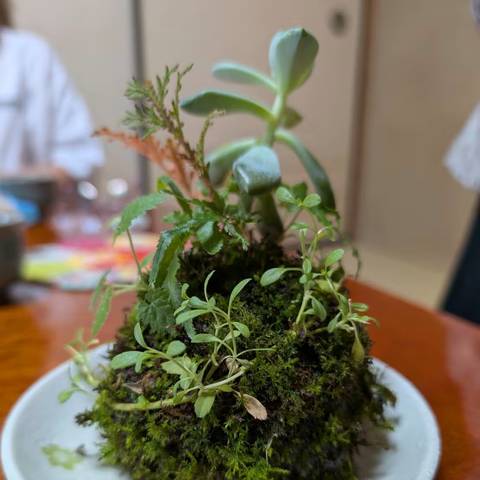 苔玉作り講習会の写真