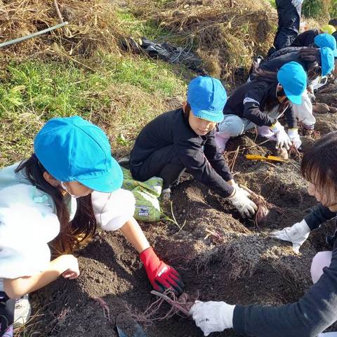 いもほり大会(明治小2年生)の写真