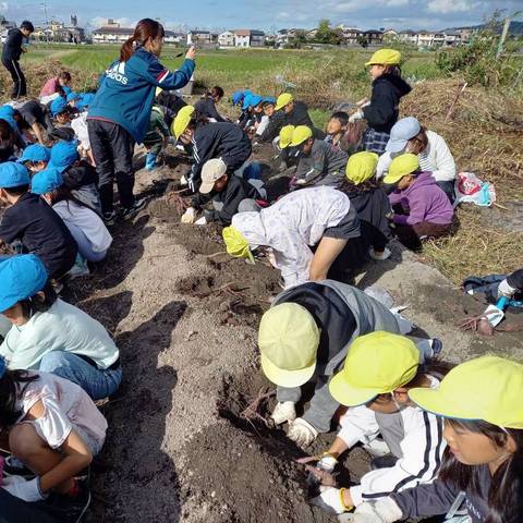いもほり大会(明治小2年生)の写真