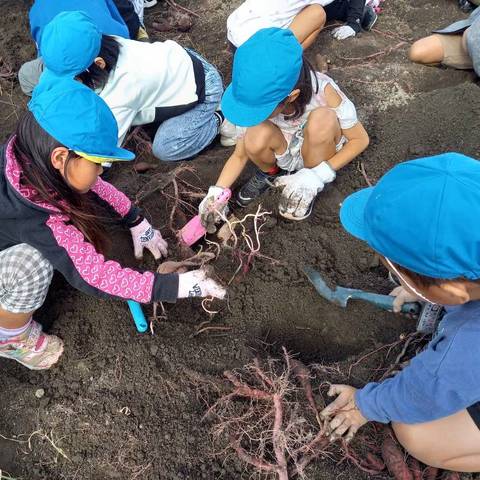いもほり大会(明治小2年生)の写真