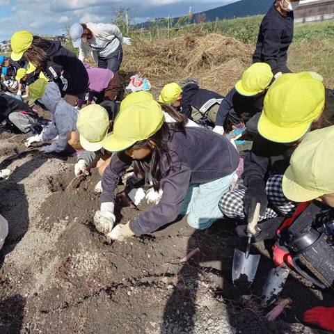 いもほり大会(明治小2年生)の写真