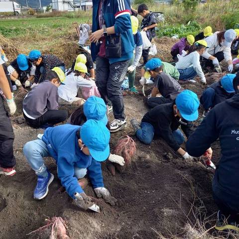 いもほり大会(明治小2年生)の写真
