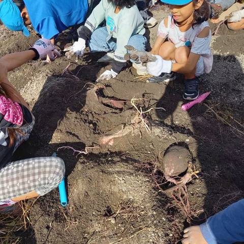 いもほり大会(明治小2年生)の写真