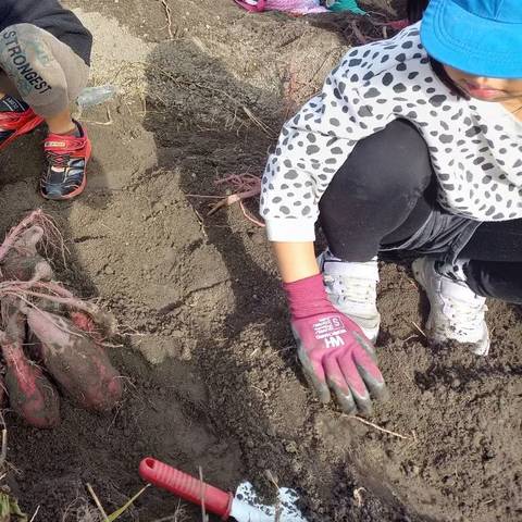 いもほり大会(明治小2年生)の写真