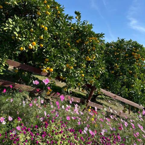 みかん狩り🍊の写真