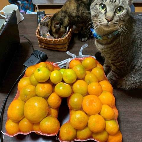 みかん狩り🍊の写真